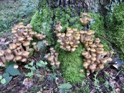 IMG_1580-small.JPG