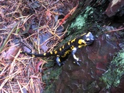 Feuer Salamander liebt Regen