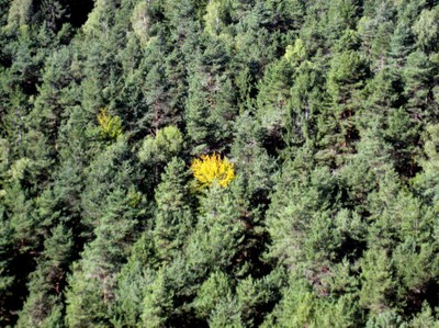 Das Gelbe vom . . . Wald