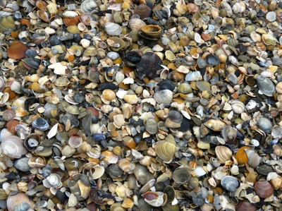 Muscheln wie Sand am Meer