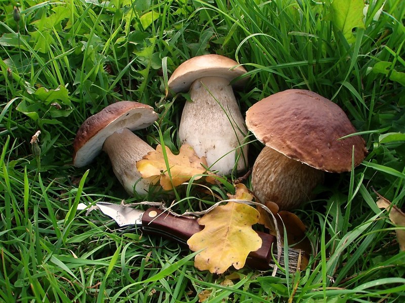 Pilze