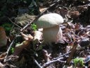 Sommersteinpilz
