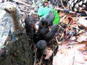 Langstielige Ahorn-Holzkeule ?