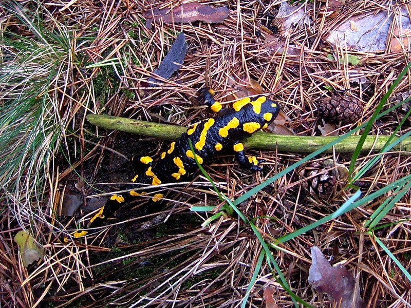 Feuersalamander