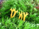 Geweihförmige Wiesenkeule