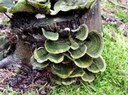 Gezonter Ohrlappenpilz