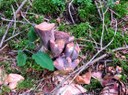 Schweinsohr oder Purpurleistling