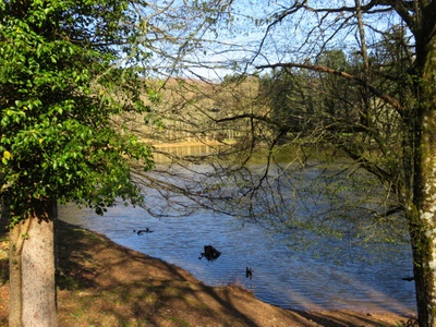 Natur Foresta Umbra