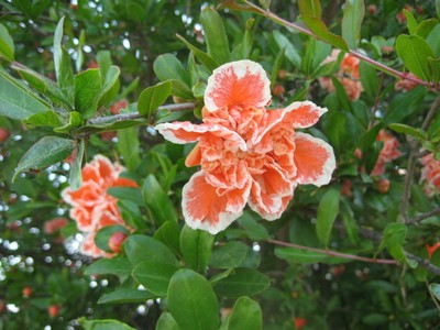 IMG_1100.jpg