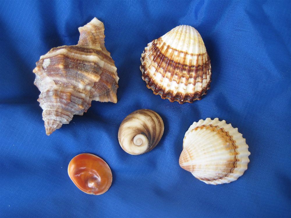 Neue Muscheln . .