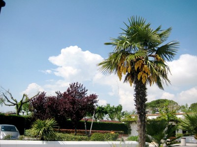Palmen