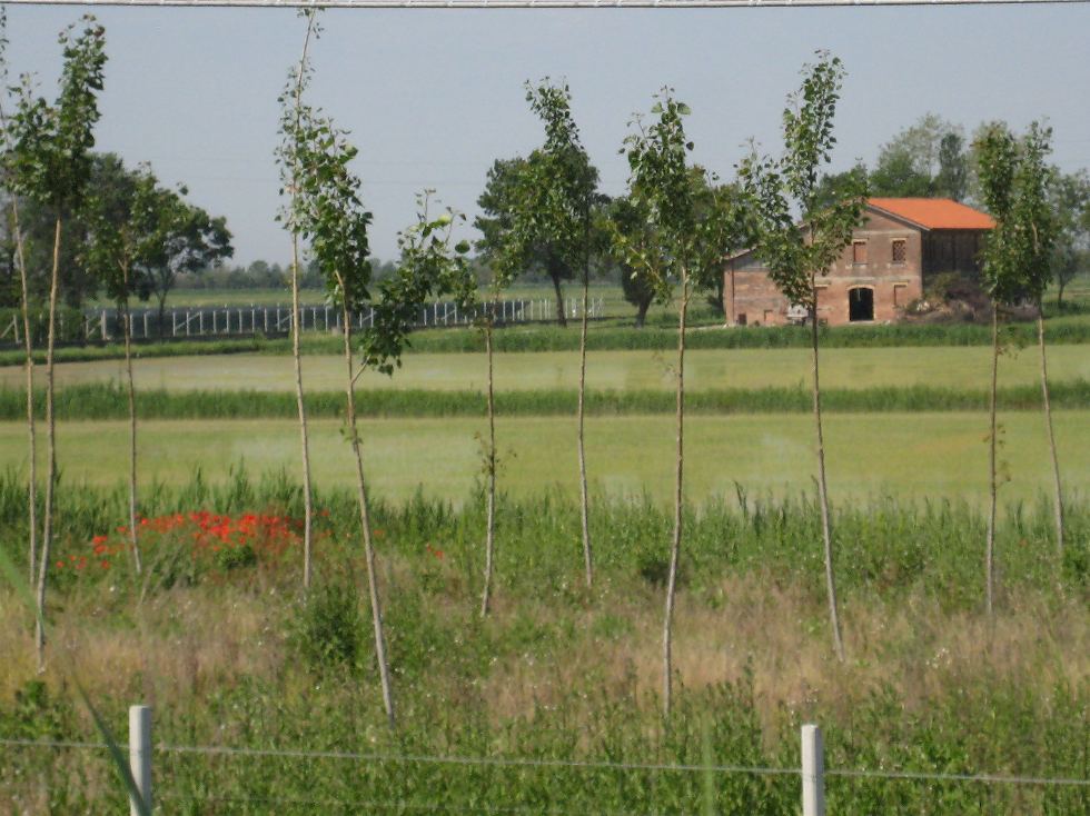 Reisfelder