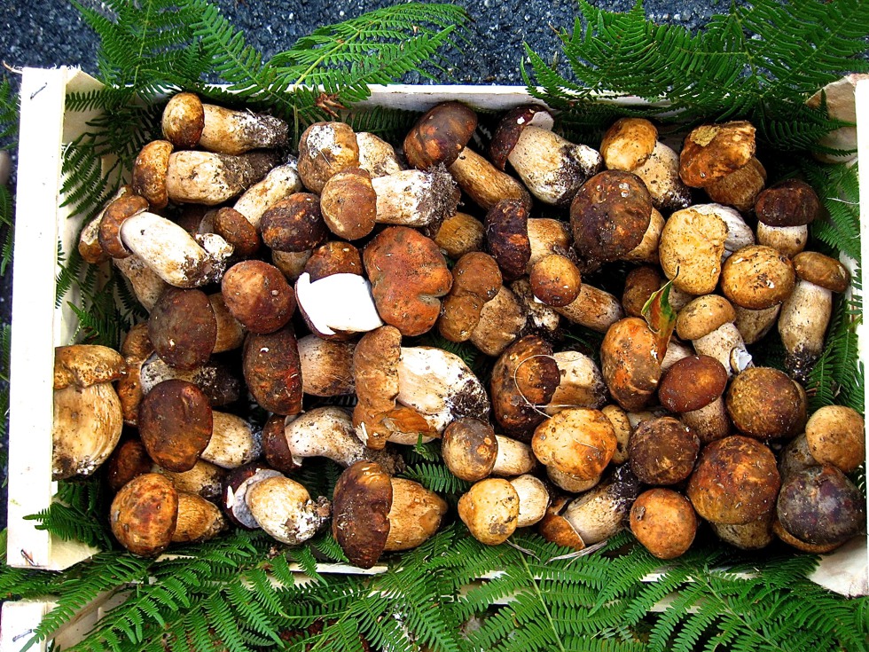 Funghi in Italia