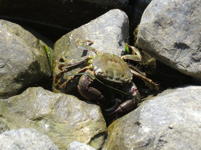 Ein Freund in der Lagune Venedigs